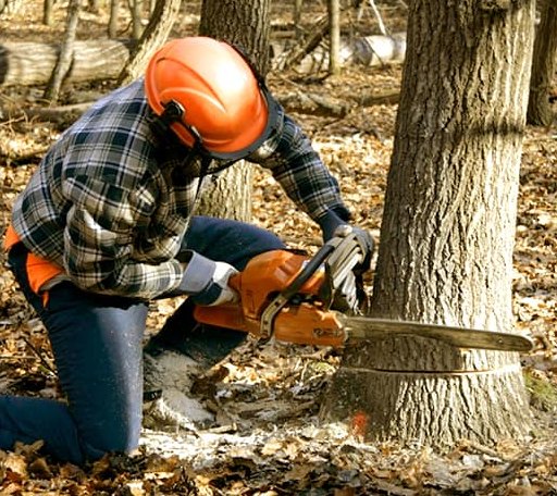 Tree Removal in Sherman, MS